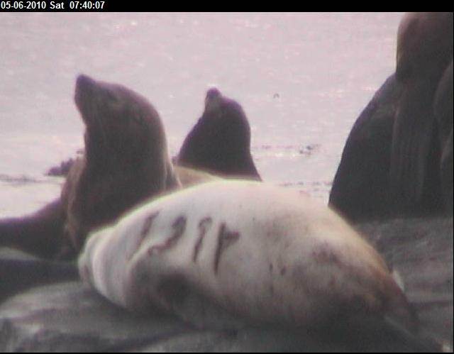 branded sea lion #137Y