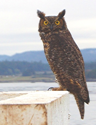 Great horned Owl,Bubo virginianus