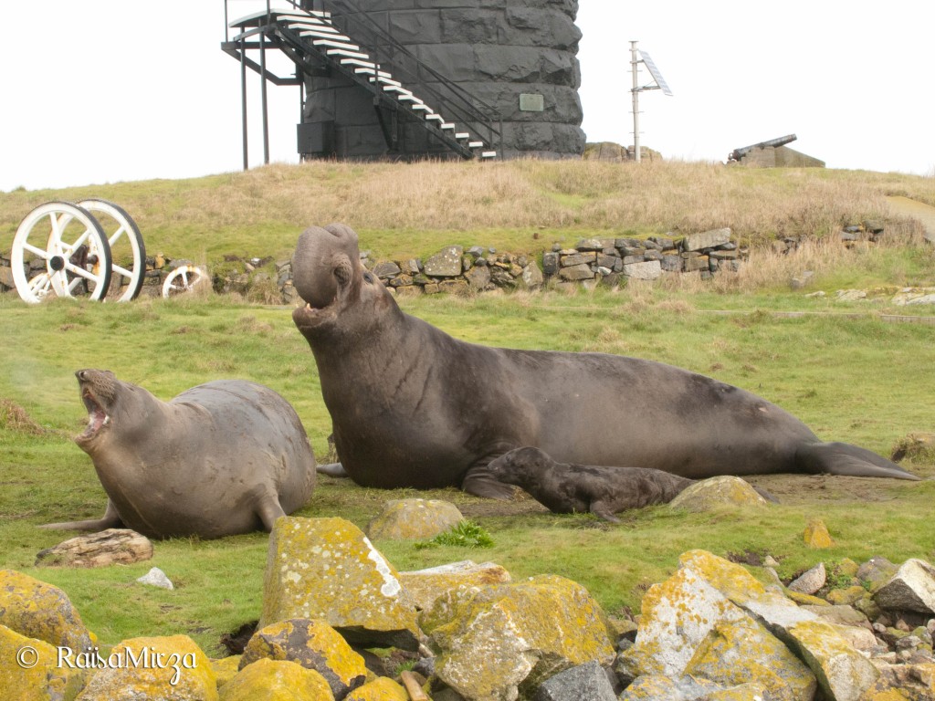 elephant seals ( mirounga angustirostris) at race