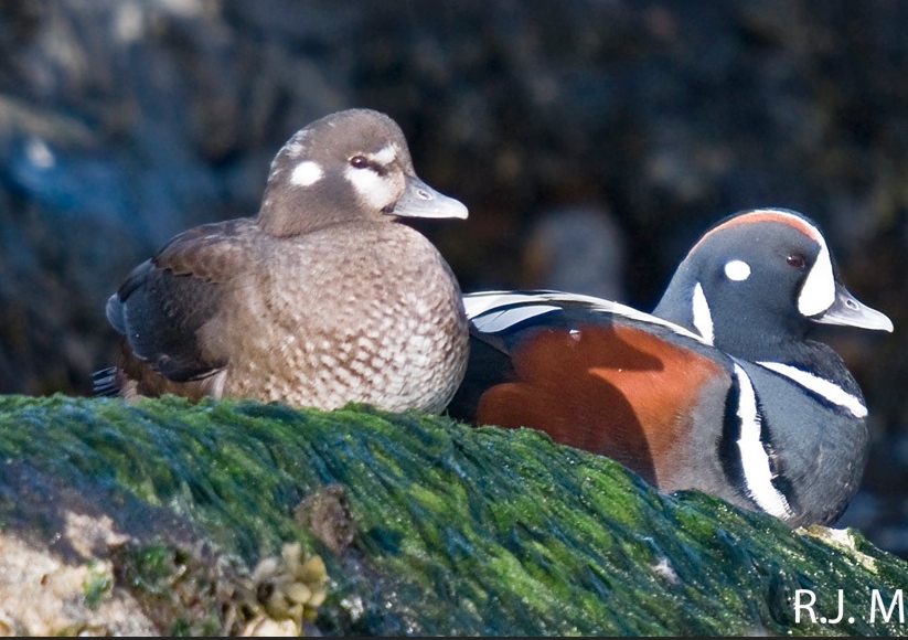 harlequin duck log observations  link to race rocks gallery