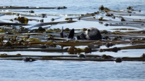 Sea Otter in race ROcks Kelp Beds, photo by Adam Bird