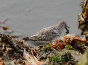 These birds usually eat invertebrates so this picture of one eating Sea Lettuce (ulva lactuca) a bit unusual.