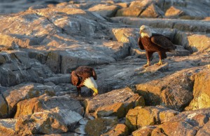Bald Eagles Stealing Gull Eggs