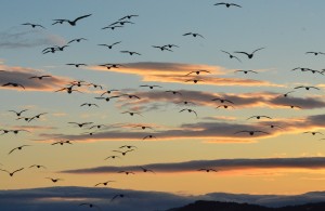 Sunset Flock of Glaucous-winged Gulls