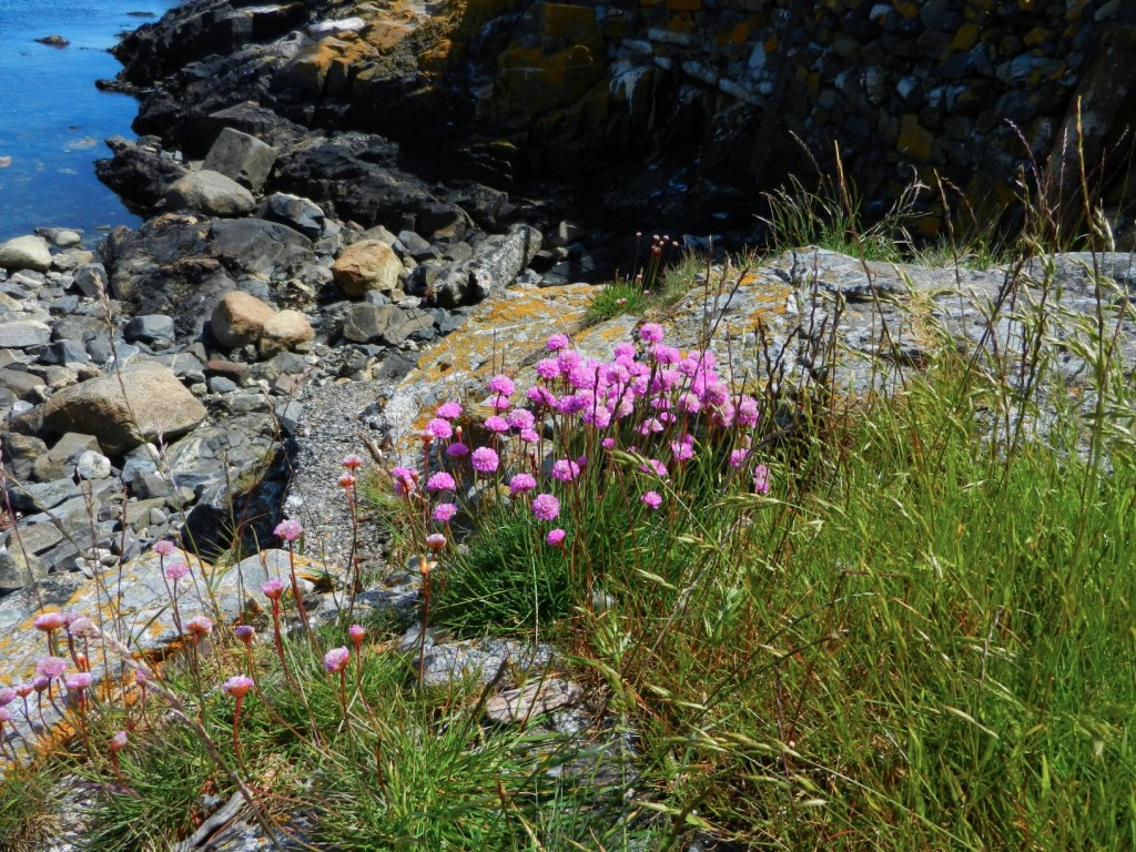 Armeria maritima, sea thrift is in full bloom and looks very striking at this time of year. 