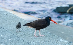 Parent oystercatcher with chick 