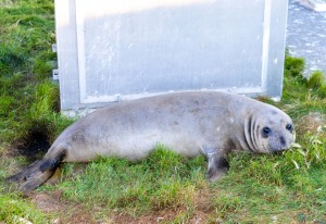 Juvenile female elephant seal
