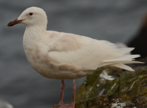 Mystery gull visited Race Rocks. Jury still out on its identification.