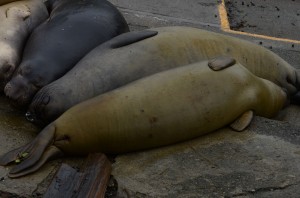 A cuddle puddle of elephant seals. Notice the two tags on the seal in the foreground: 7688 and 7625.