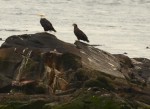 An adult and juvenile bald eagles perch looking  northeast, on the South Islands.