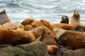 These steller and california sea lions don't make it easy to count them. 