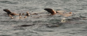 Sea lions thermoregulating by sticking a fin out of the water.