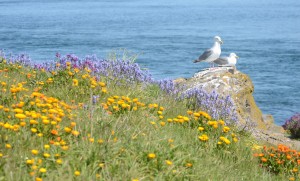 Spring flowers on the site of the original garden from the 1860s. A pair of Glaucous-winged Gulls in the backgroud