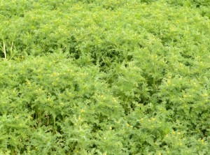 Tall pineapple weed covers the area occupied by sealions last fall and winter.