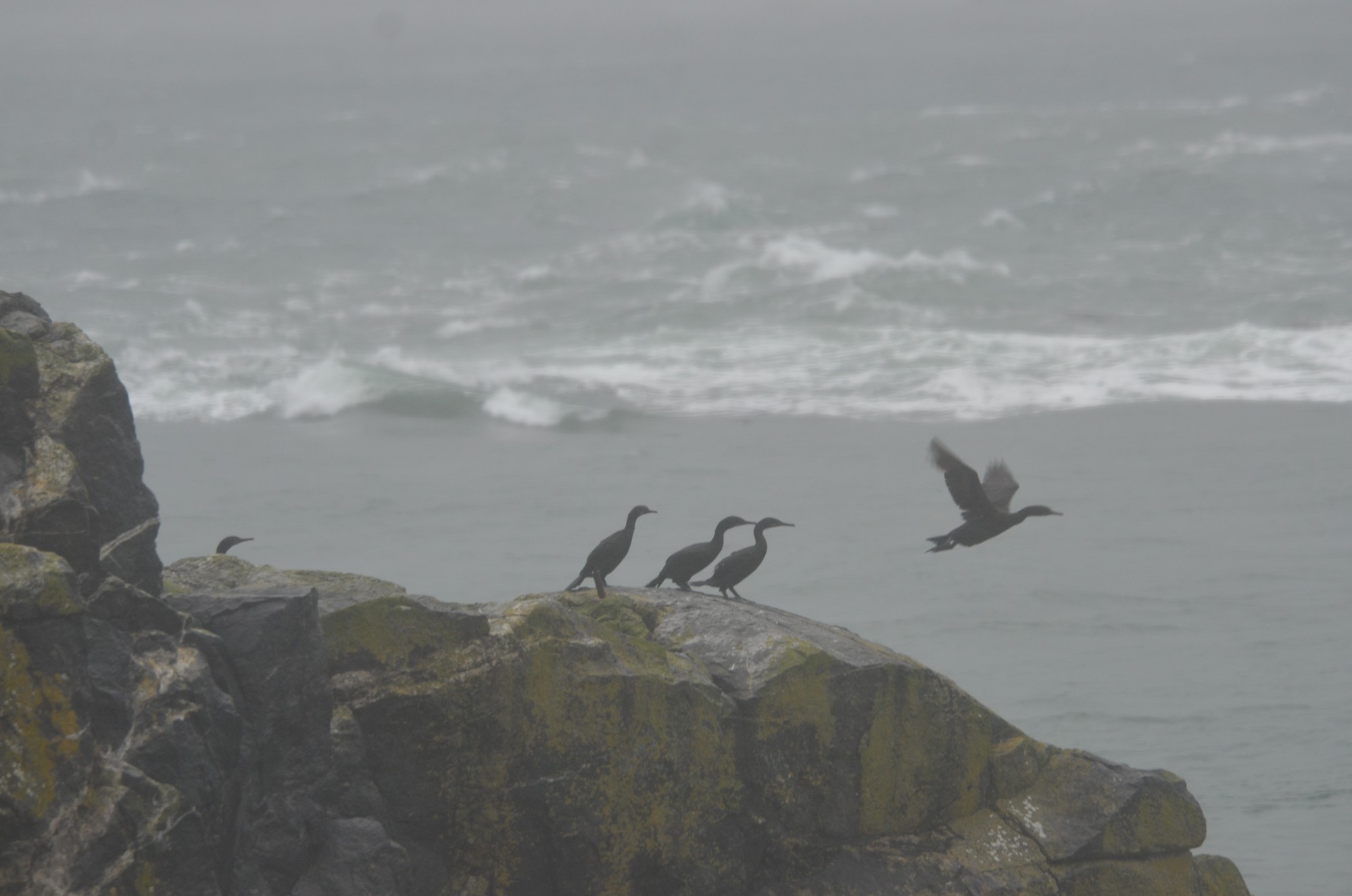 Brandt's Cormorants making a break for more sheltered area