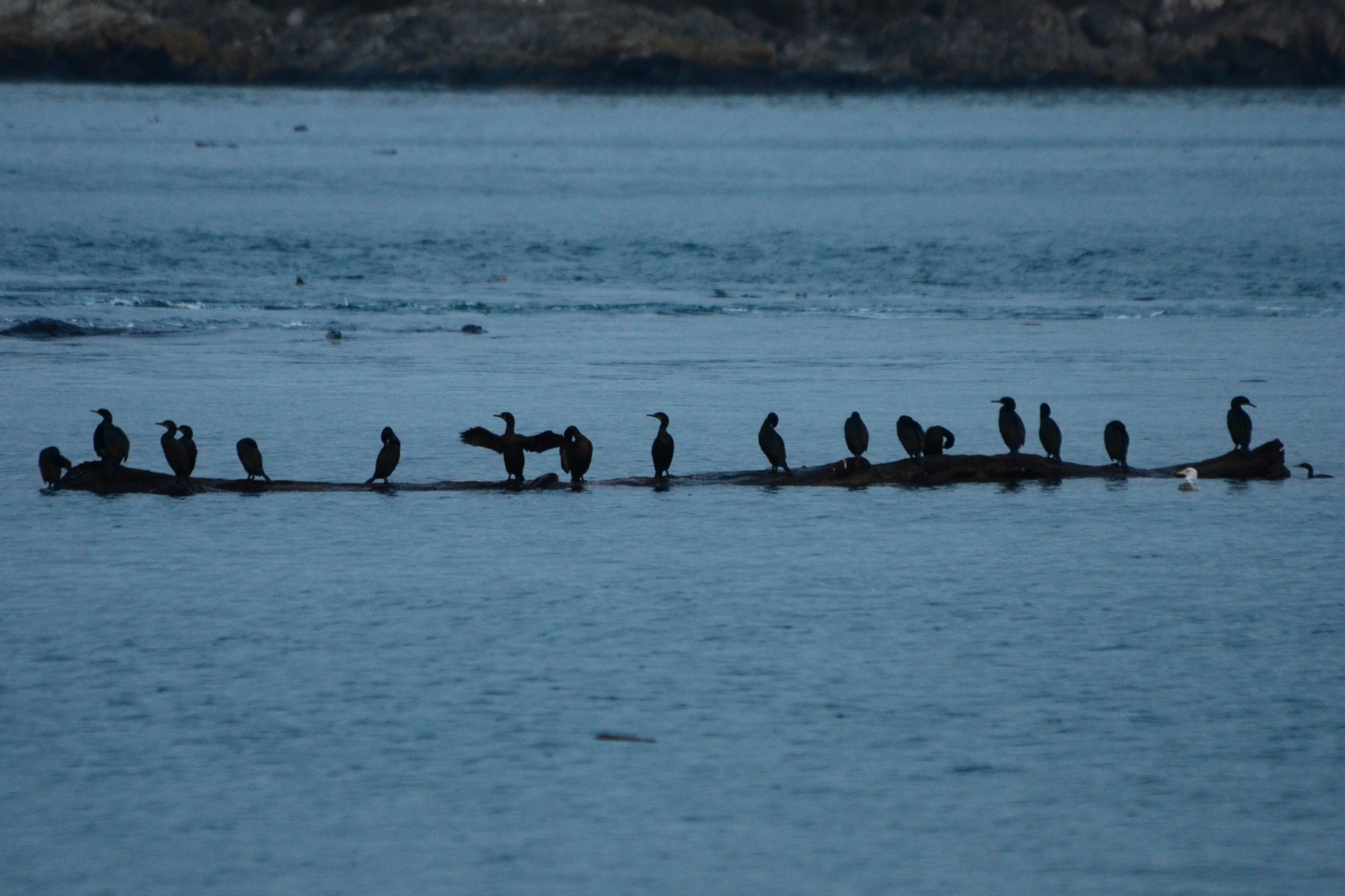 Cormorants taking a rest on some drift wood
