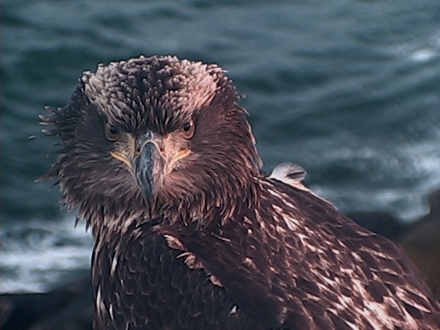 Juvenile Bald Eagle1