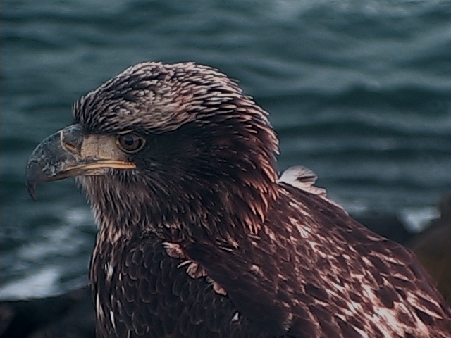 Juvenile Bald Eagle2