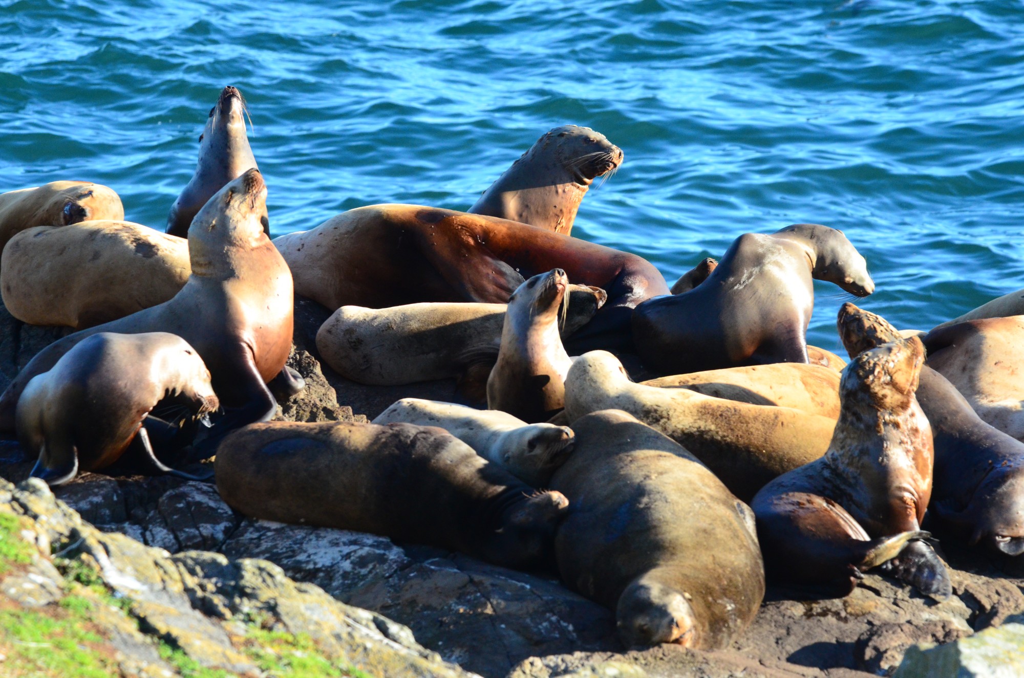 Sea lions looking shabby, but just molting