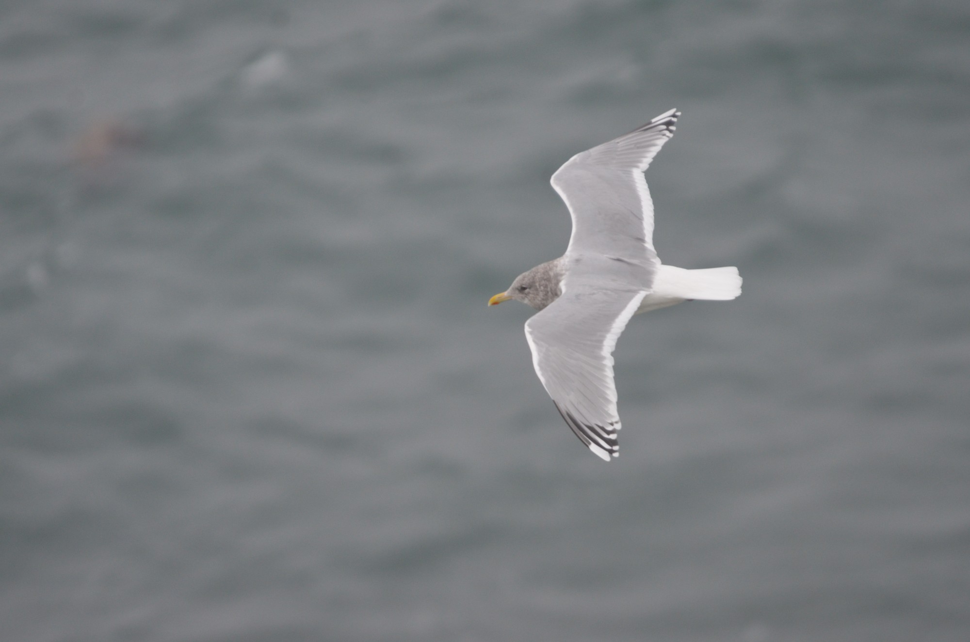 Thayer's Gull in flight