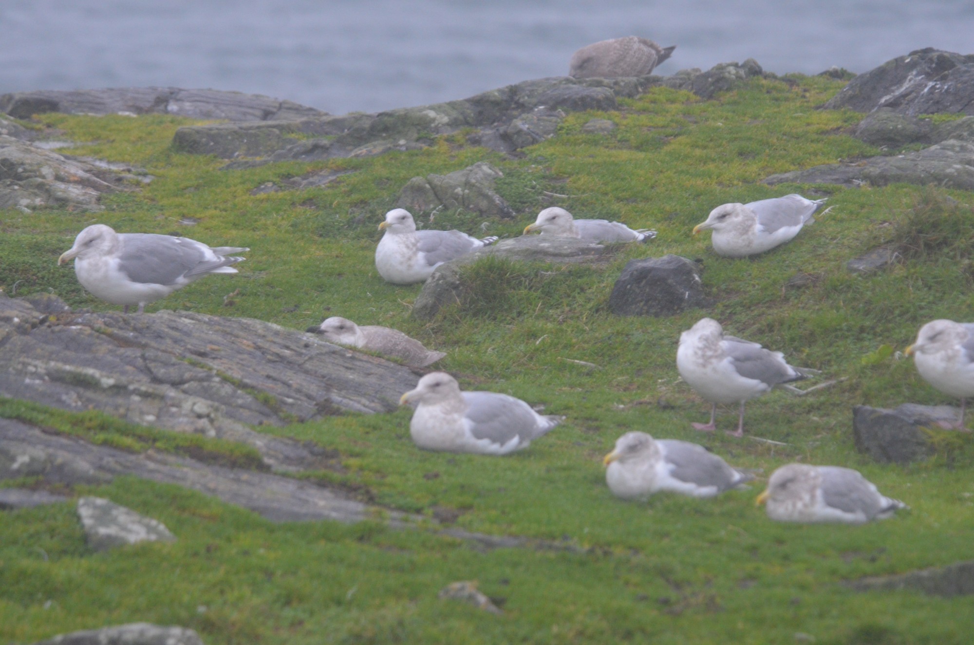 Thayer's gulls sitting it out