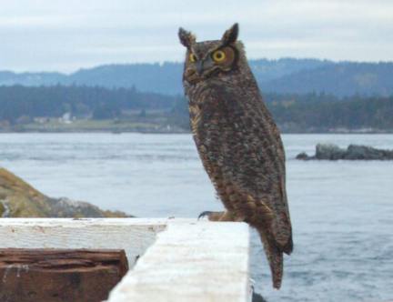 Great horned Owl,Bubo virginianus