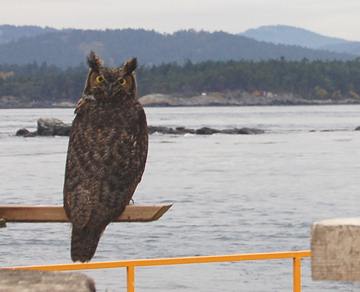 Great horned Owl,Bubo virginianus