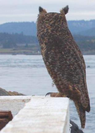 Great horned Owl,Bubo virginianus