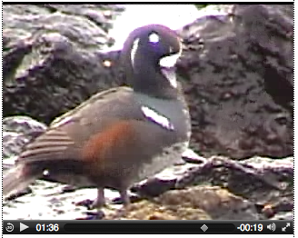 Harlequin Duck