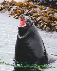 Sea lion with a plastic ring on his neck.