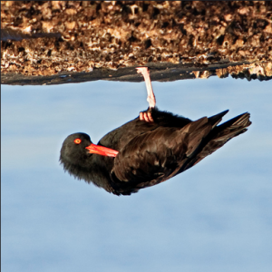 ryansseton -Black oystercatcher