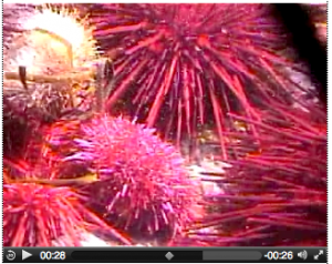 sea-urchin-video