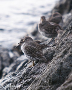 rasia-rock-sandpiper