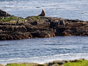 This sea lion was alert after two others had just been disturbed by the vessel and had jumped in the water.