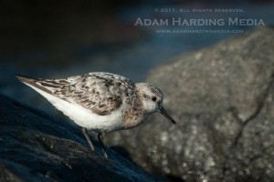 ahaug112011sanderling