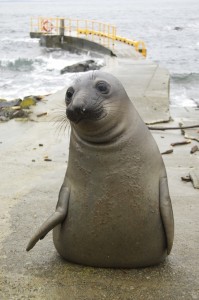 elephant seal pup