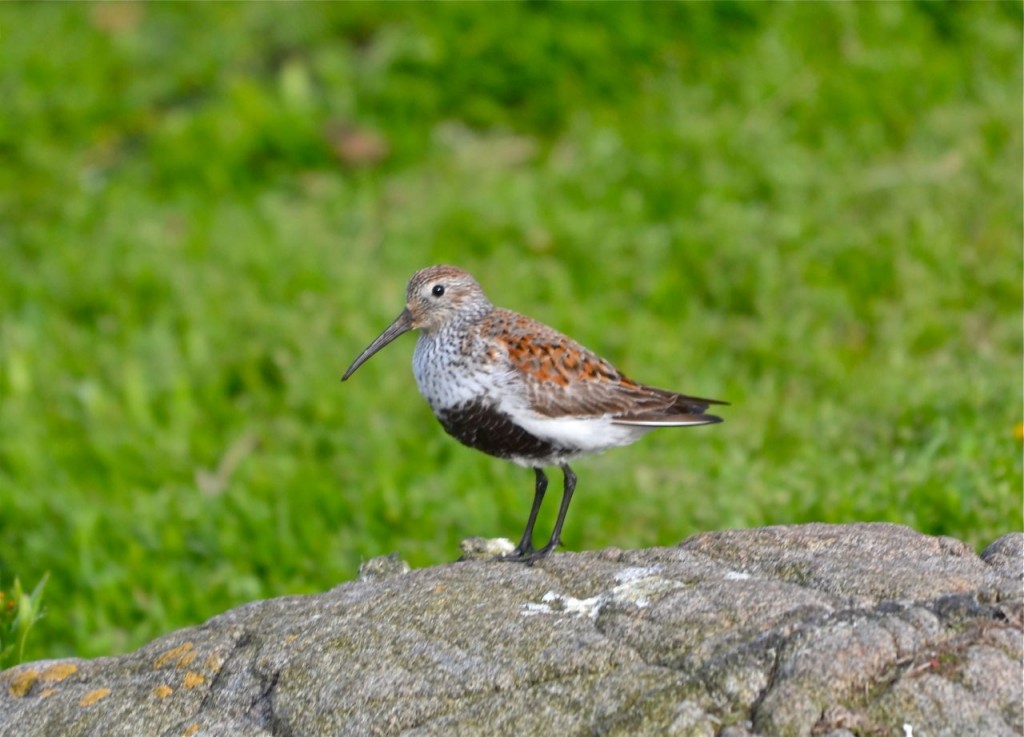 Dunlin