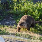 River Otter