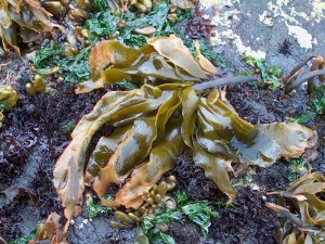 Alaria nana dessiccating at low tide