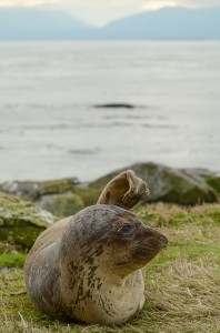 Small e- seal moulting