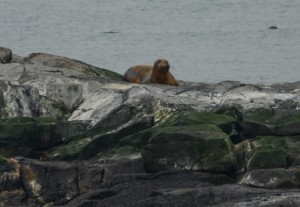 Large female elephant seal on Middle rock .. possibly Bertha?