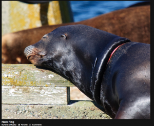 rmneckring on sealion