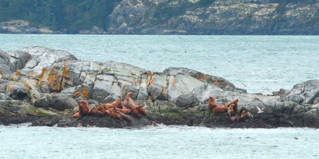 Sea lions on West Rock