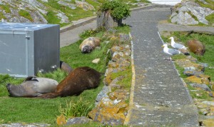 Bertha and gang avoiding the strong Westerlies