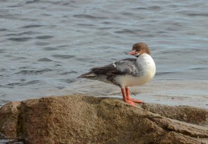 Common Merganser 