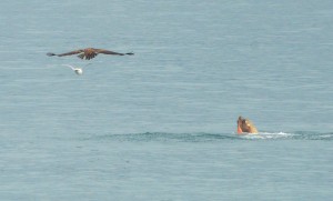 Eagle and Gull checking out a Steller's octopus lunch