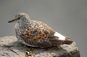 Surfbird (Aphriza Virgata) in breeding plummage