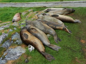 Elephant seals lined up on the centre of Great Race Island