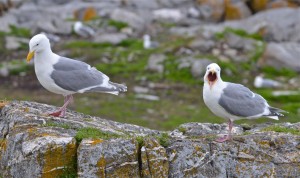 Glaucous-winged Gull