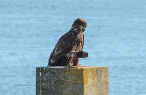 Juvenile Bald Eagle